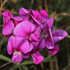 Violet lathyrus odoratus blume samen for anpflanzung - shade tolerant, heirloom & gmo free samen for home garten
sale for anpflanzung in home garten.