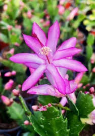 Violet schlumbergera blume samen for anpflanzung – heirloom nongmo high germination organic garten samen for exotic indoor blooms
sale for anpflanzung in home garten