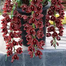 Graines de fleurs rouges de Cymbidium à semer – résistantes à la sécheresse – variété traditionnelle et sans OGM, graines pour jardin familial