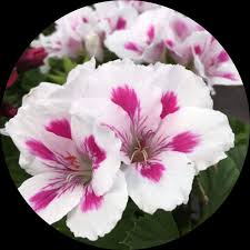 Weiß braun pelargonium blume samen for anpflanzung – heirloom nongmo organic garten samen – border blooms high germination
sale for anpflanzung in home garten