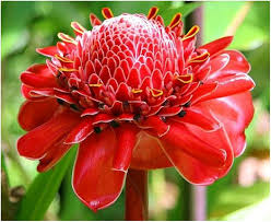 Semillas de etlingera roja para flores, para sembrar – crecimiento compacto – variedad tradicional y semillas sin OGM para el jardín doméstico