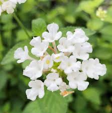 Weiß lantana blume samen for anpflanzung – heirloom nongmo organic garten samen – hardy variety high germination
sale for anpflanzung in home garten