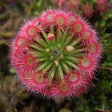 Rot drosera blume samen for anpflanzung - compact growth, heirloom & gmo free samen for home garten
sale samen for home garten