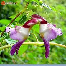 Semillas de flores de orquídea loro para sembrar – tolerante a la semisombra – variedad tradicional y semillas sin organismos modificados genéticamente para el jardín doméstico