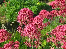 Semillas de graso rojo para siembra – fáciles de cuidar, variedad tradicional y sin modificación genética, semillas para el jardín doméstico