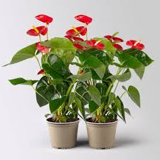 Semillas de flor de flamenco roja para siembra – crecimiento compacto – variedad tradicional y semillas sin modificación genética para el jardín doméstico