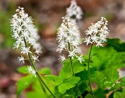 Weiß tiarella trifoliata blume samen for anpflanzung - colorful display, heirloom & gmo free samen for home garten
sale samen for anpflanzung in home garten