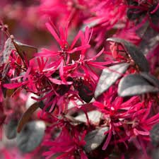 Rot loropetalum blume samen for anpflanzung - vibrant colors, heirloom & gmo free samen for home garten
sale samen for home garten