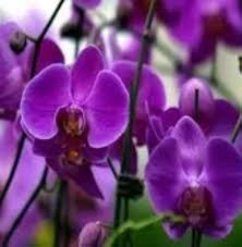 Violet butterfly orchid blume samen for anpflanzung - low maintenance, heirloom & gmo free samen for home garten
sale samen for home garten