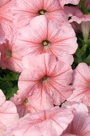 Peach petunia blume samen for anpflanzung – heirloom nongmo organic garten samen – easy to grow high germination blooms
sale for anpflanzung in home garten