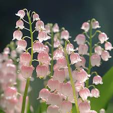 Semillas de lirio de los valles rosa para sembrar, semillas florales perennes