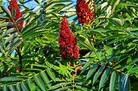 "Semillas de zumaque Typhina rojo para sembrar – variedad resistente – variedad tradicional y sin ingeniería genética, semillas para jardín doméstico