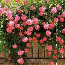Semillas de rosal trepador rosa pálido para sembrar – tolerante a la sequía – variedad tradicional y sin ingeniería genética, semillas para jardín doméstico