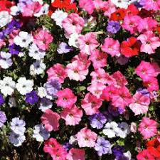 Graines de pétunia roses et blanches à semer – croissance compacte – variété traditionnelle et sans OGM, graines pour le jardin familial