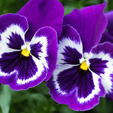 Graines de pensée violette à semer – fleurs parfumées, variété traditionnelle et sans OGM, graines pour jardin familial