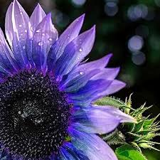 Graines de tournesol nain violet à semer – variété traditionnelle sans OGM, germination biologique, graines pour le jardin