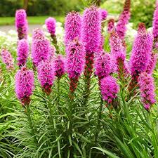 Graines de fleurs d’étoiles flamboyantes roses à semer – mélange de fleurs sauvages – variété traditionnelle et sans OGM, graines pour jardin familial