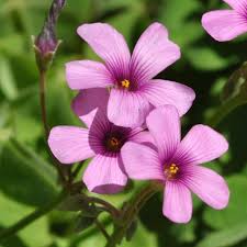 Semillas de acedera rosa Carpet para sembrar – flores perennes y brillantes para su jardín