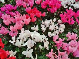 Semillas de flores de ciclamen rosa claro para sembrar – popular en el jardín – variedad tradicional y semillas sin organismos modificados genéticamente para el jardín doméstico