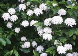 Semillas de arrowwood blanco para siembra – cultivo de plántulas – variedad tradicional y semillas sin modificación genética para el jardín doméstico