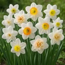 Graines de fleurs de jonquilles blanches à semer – spectacle coloré – variété traditionnelle et sans OGM, jardin familial
