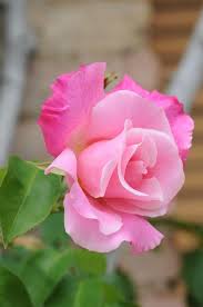 Semillas de rosa Dragón rosa para siembra – temporada de floración prolongada, variedad tradicional y sin modificación genética, semillas para el jardín doméstico