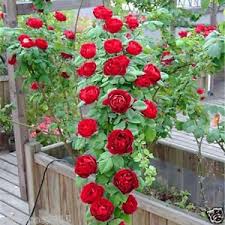 Graines de rosier « Baum Blume » à semer – tolérantes à la mi-ombre – variété traditionnelle et sans OGM, graines pour le jardin potager