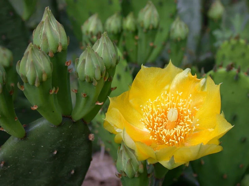 Variedad tradicional amarilla de Opuntia, semillas de flores para sembrar, favorables para los polinizadores, variedad tradicional y sin ingeniería genética, semillas para el jardín doméstico