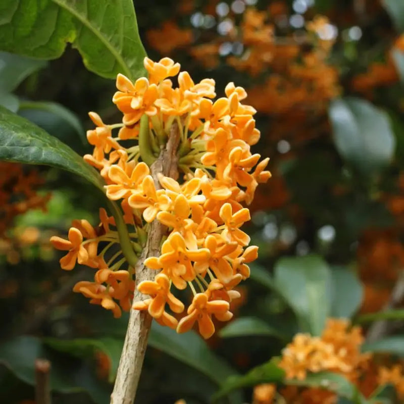Variedad tradicional de Osmanthus arbóreo, semillas de flores para siembra y cultivo, variedad tradicional y sin transgénicos, semillas para el jardín doméstico