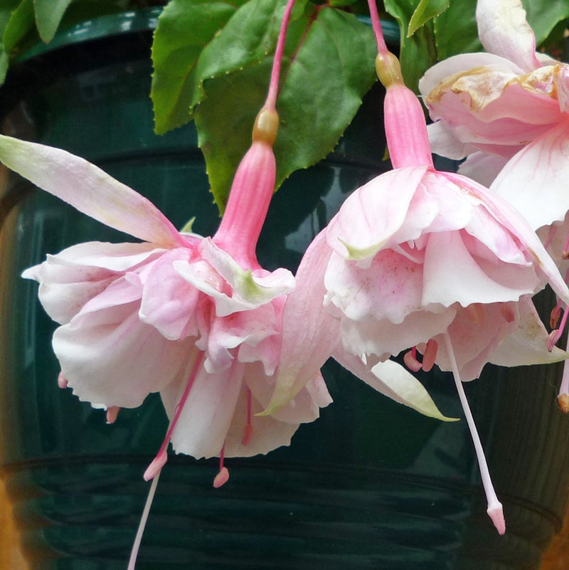 Graines de fuchsia rose à semer – favorables aux pollinisateurs – variété traditionnelle et sans OGM, graines pour jardin familial