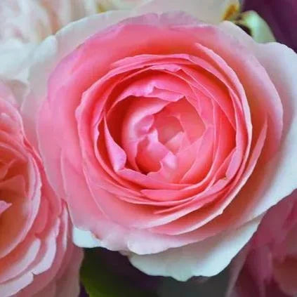 Rosa lonza gemstone blume samen for anpflanzung – heirloom, non-gmo, sun-loving garten samen
sale for anpflanzung in home garten.