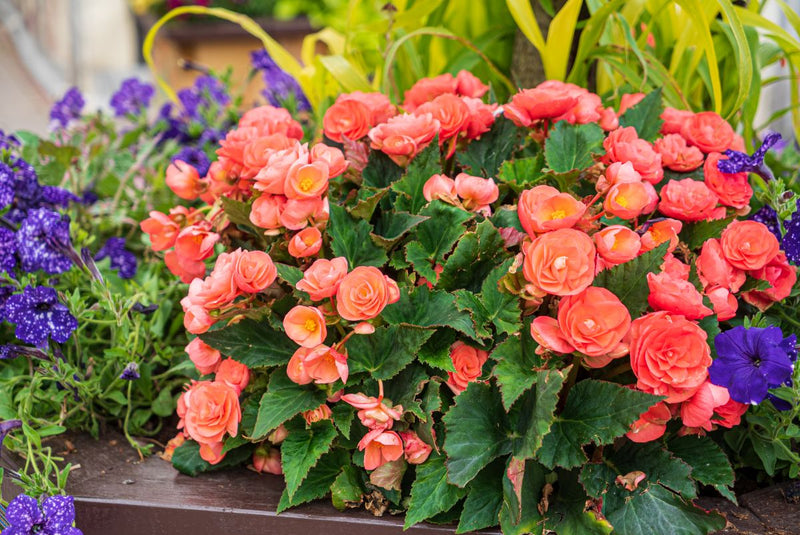 Rieger begonia anpflanzung samen