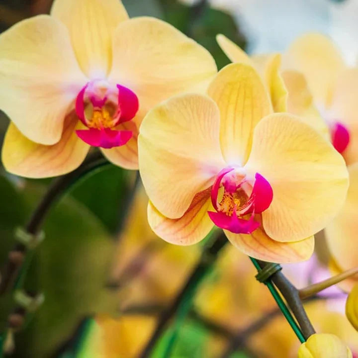 Easy-to-grow butterfly orchid samen for töpfen