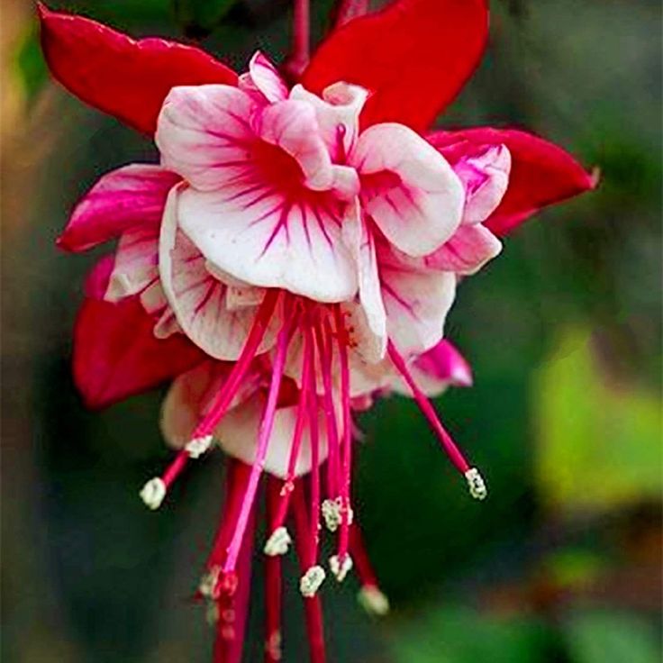 Vibrant rot weiß fuchsia samen for long-lasting flowering