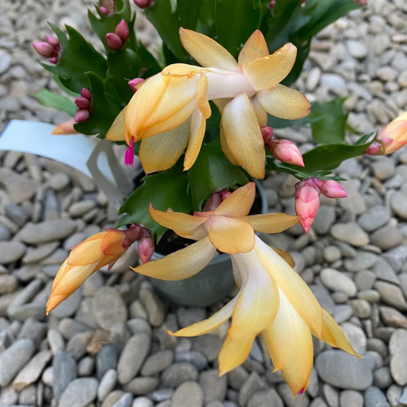 Bright gelb schlumbergera samen for long-lasting flowering