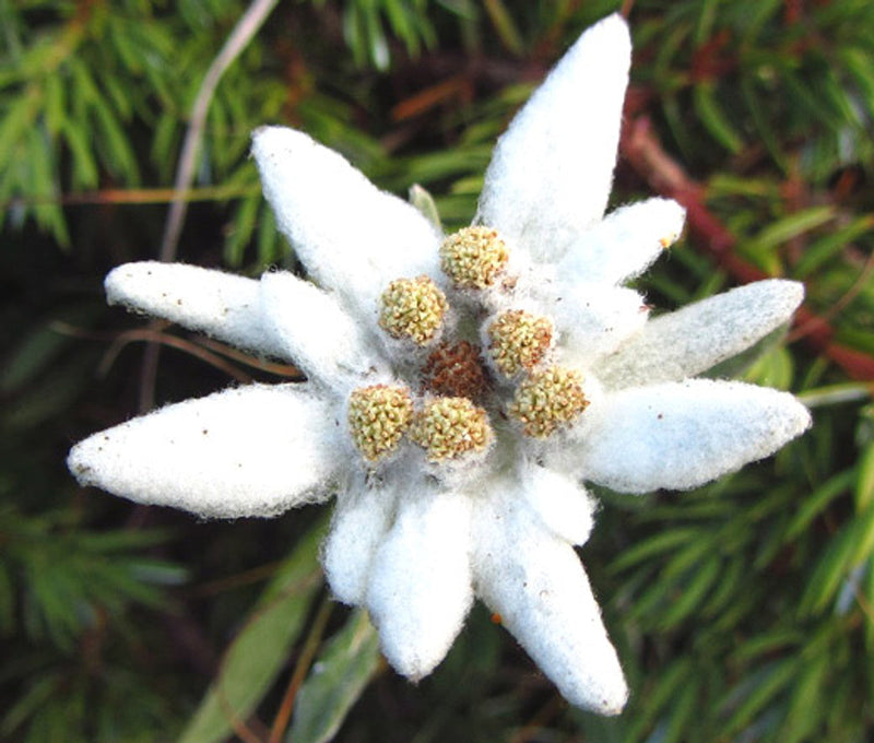 Weiß edelweiss blume samen for anpflanzung alpine gardens