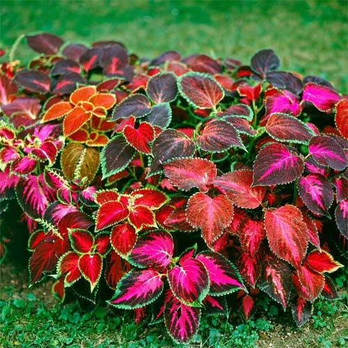 Cóleo Rainbow Dragon para siembra, vistoso y colorido, variedad tradicional y sin ingeniería genética, semillas para jardín doméstico