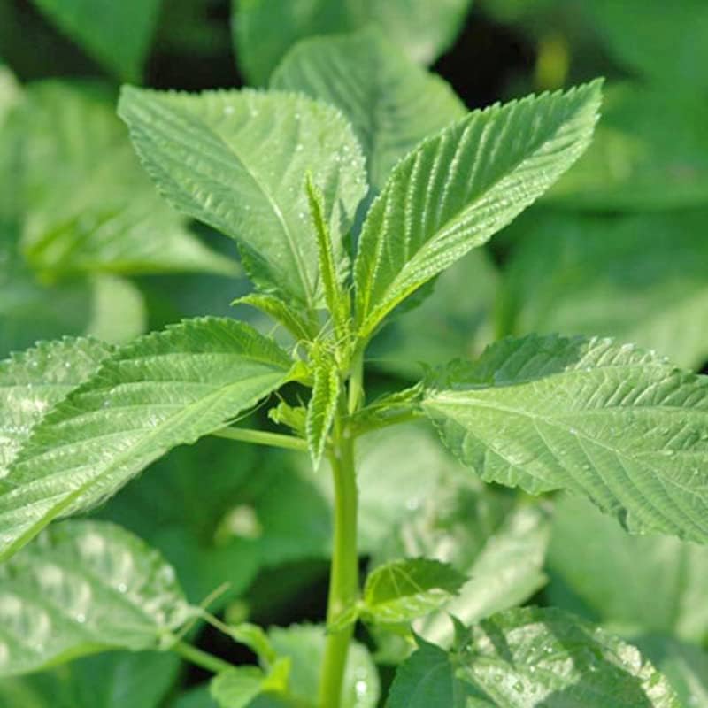 Egyptian spinach jute samen corchorus olitorius für aussaat