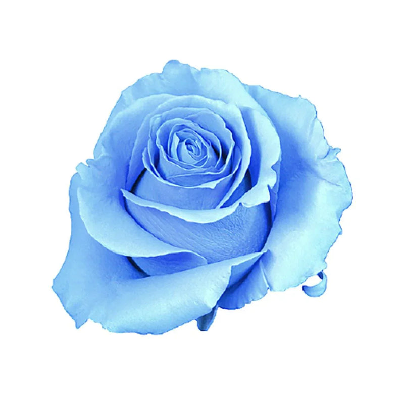 Elegant sky blau grey rose blume in full bloom