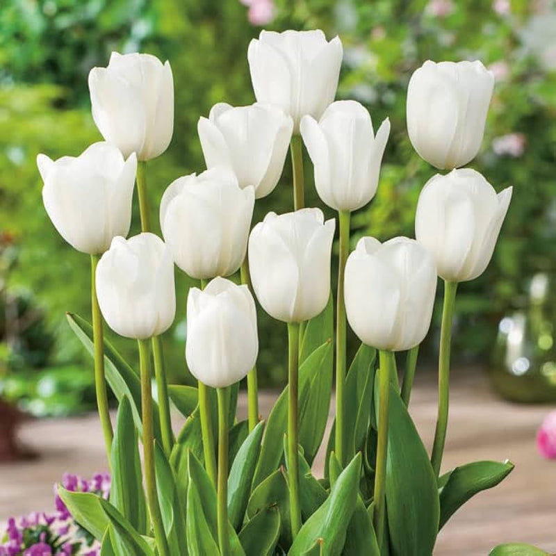 Elegant weiß and grün tulip blumen in full bloom