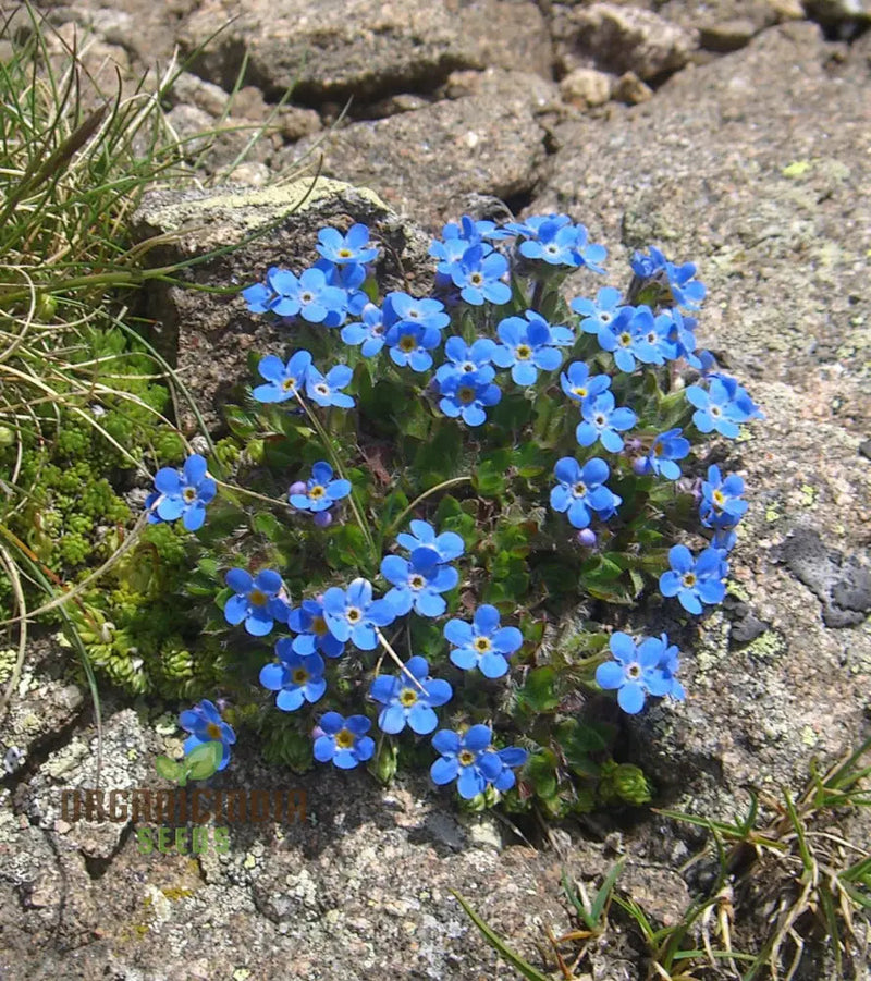 Alpenblumensamen for anpflanzung in alpine garten