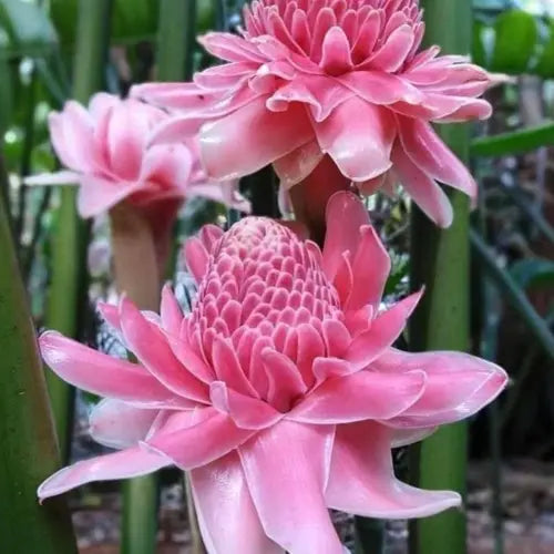 Rosa torch ginger blume samen for anpflanzung - pollinator friendly, heirloom & gmo free samen for home garten
sale samen for home garten
