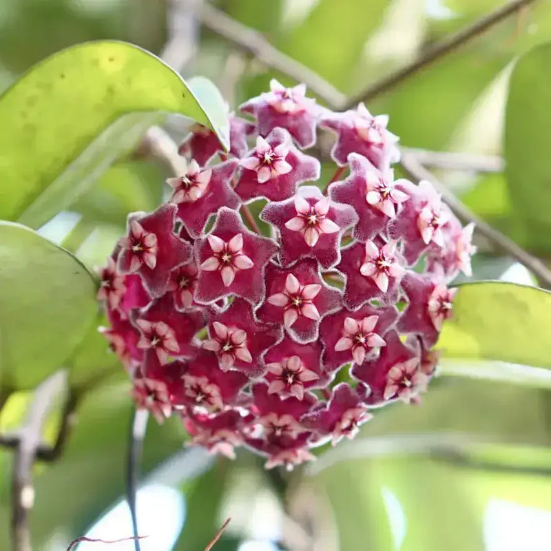Semillas de flores de Carnosa roja para sembrar, mezcla de flores silvestres, variedad tradicional y sin organismos modificados genéticamente, semillas para el jardín doméstico