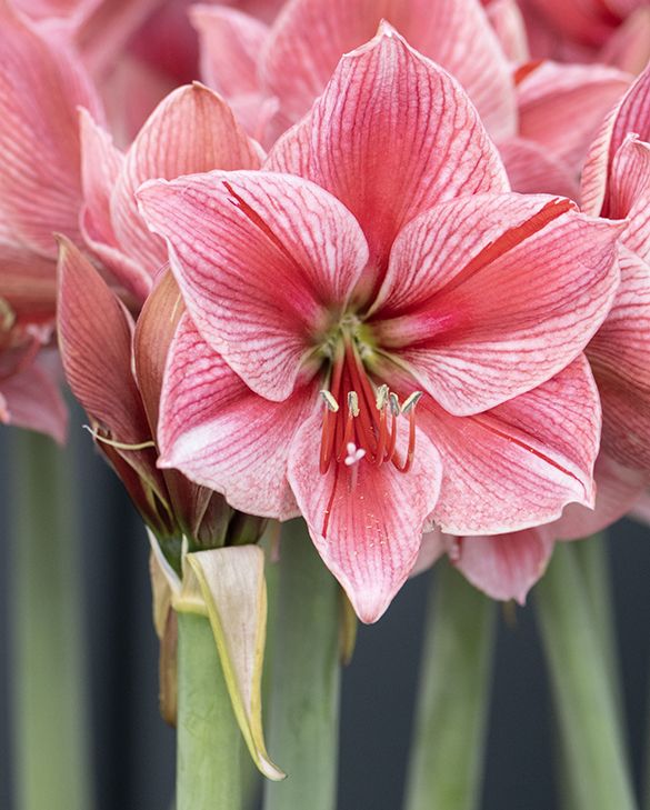 Bulbos de estrella de caballero rosa, semillas de flores, ideales para sembrar en el jardín
