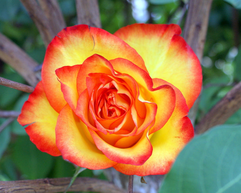 Collection de graines de fleurs de rose rouge à semer