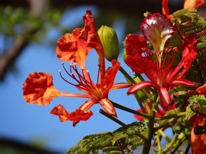 Graines de fleurs de jacaranda rouge à semer, floraison éclatante, variété traditionnelle et sans OGM, graines pour le jardin familial