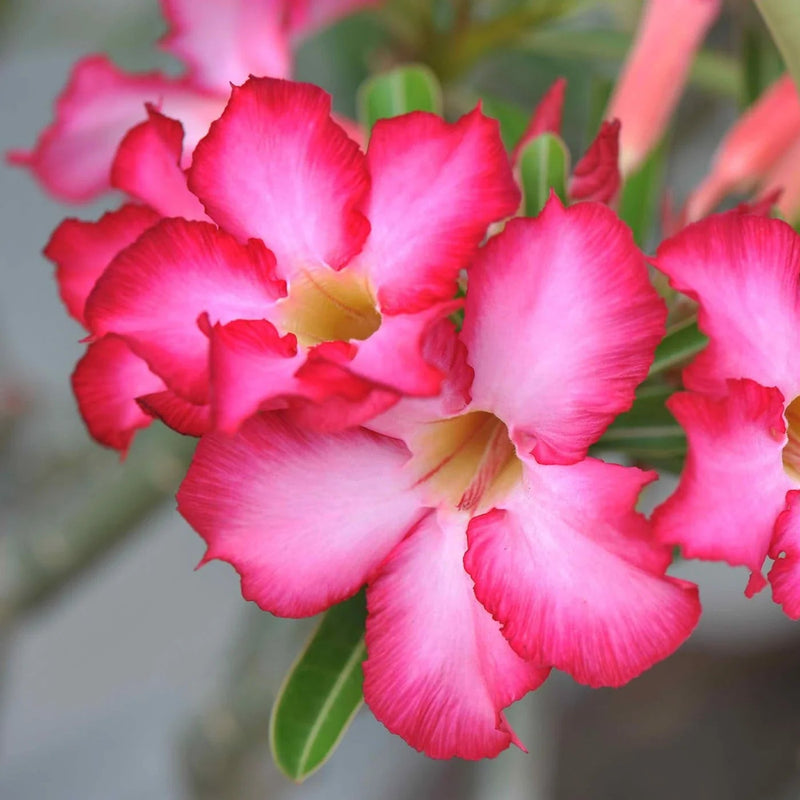 Semillas de rosa del desierto Obesum blanca y rosa para siembra, popular en el jardín, variedad tradicional y sin ingeniería genética, semillas para el jardín doméstico