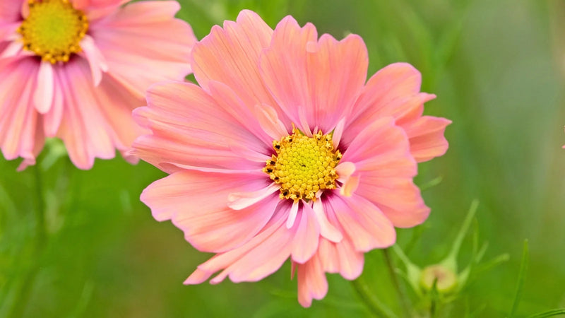 Graines de Leucanthemum roses et jaunes à semer – culture des plants – variété traditionnelle et semences sans OGM pour jardin