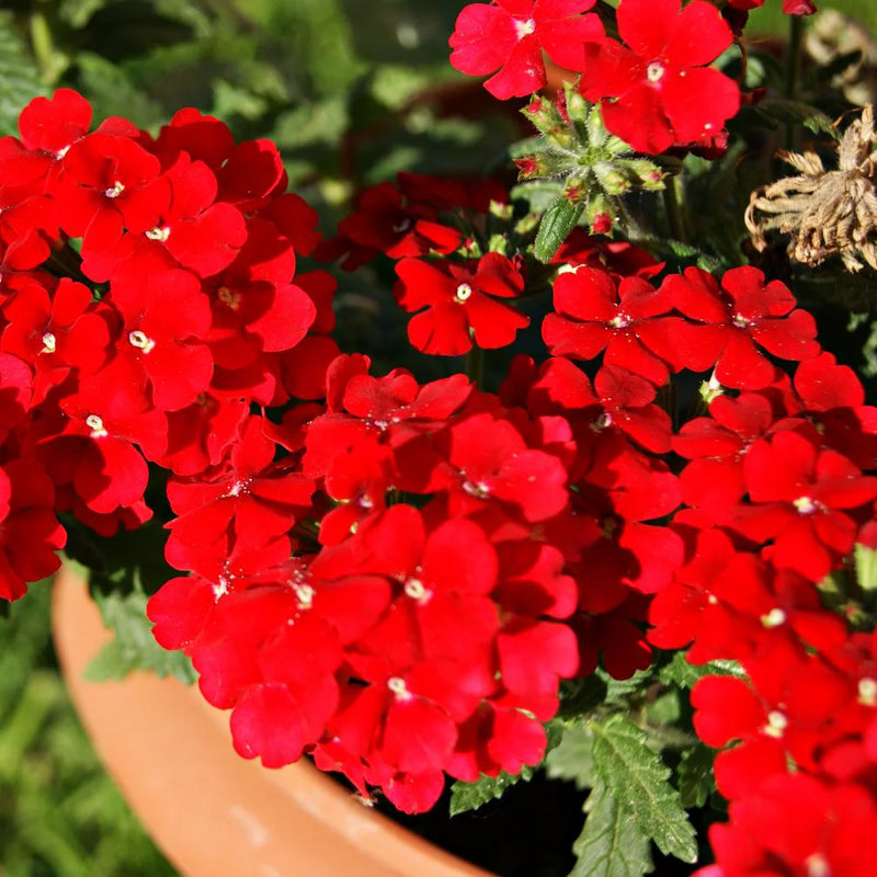Graines de fleurs de verveine rouge à semer – idéales pour les bordures – variété traditionnelle et semences sans OGM pour le jardin potager