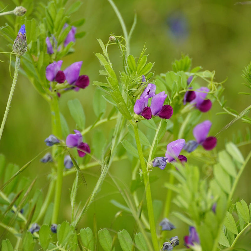 Graines de fleurs de pois de senteur rose et bleu à semer, mélange de fleurs sauvages, variété traditionnelle et sans OGM, graines pour jardin particulier